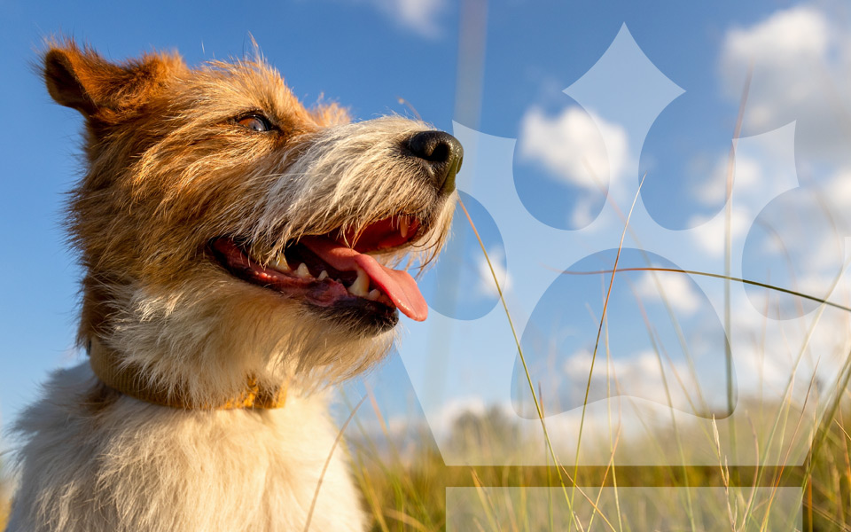 Image of happy dog with tongue out. Bark Royale Values.