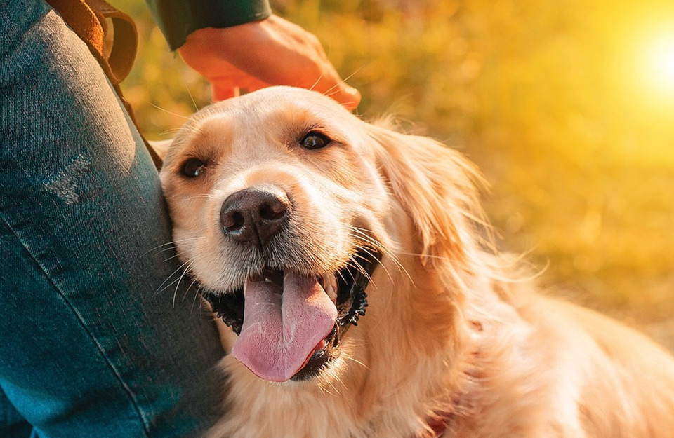 Happy dog resting head on owners knee. About Bark Royale.