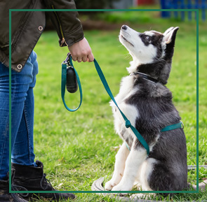 Dog on leash sitting for owner - getting basic obedience training.