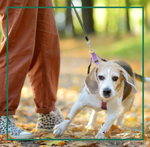 Education training packages: Dog on leash getting behavior modification training.