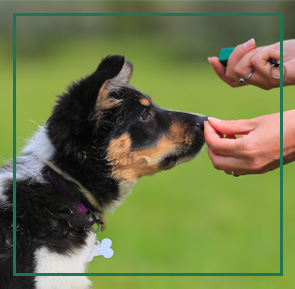 Education and Training Packages: Puppy receiving treat in puppy school training.