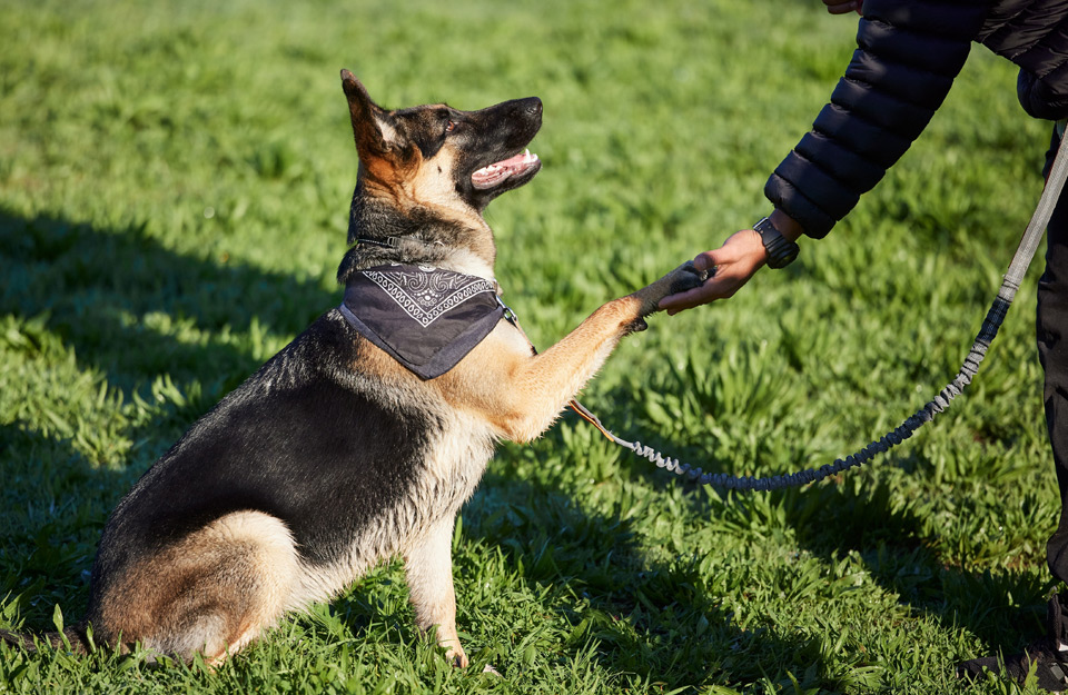 German Shepherd on leash shaking hands.