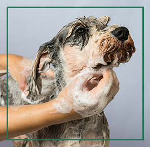 Dog getting a bath in a spa.