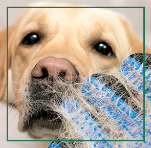 Dog getting brushed in spa.