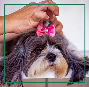 Dog with bow getting a "creative grooming treatment" in spa.