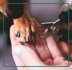 Dog getting nails trimmed in spa.