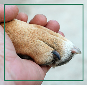 Dog getting a "Pawdicure" in the spa.