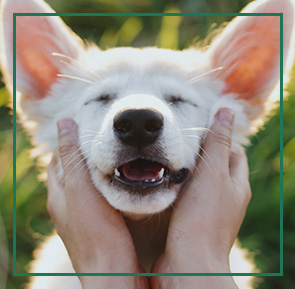 Dog receiving skin care in spa.