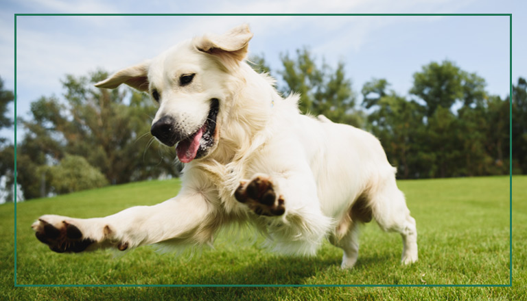 Happy dog running: canine education.