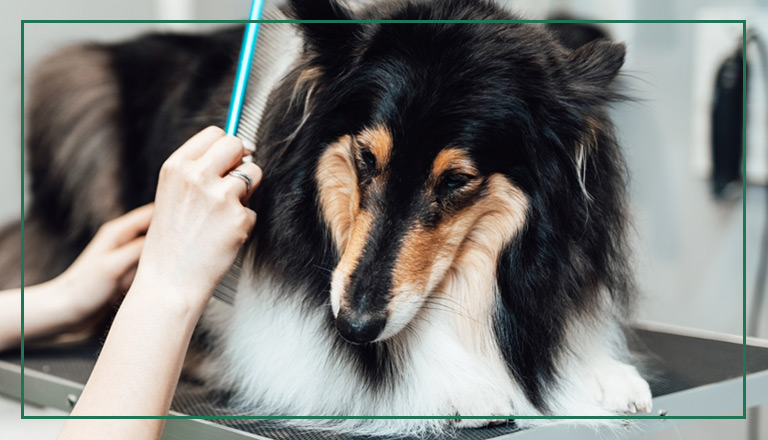 Photo of a dog getting combed in spa.