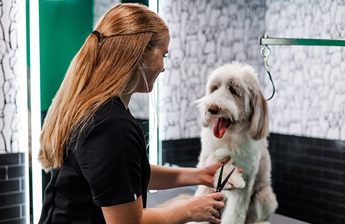 Frequently Asked Questions: Bark Royale - dog and groomer