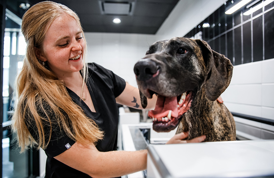 Bark Royale Grooming & Spa: Groomer washing large dog.