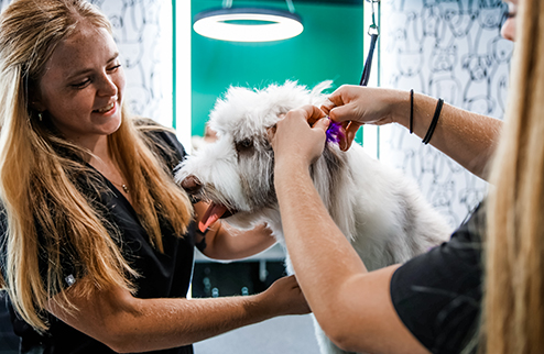 Grooming + Spa Prices: Dog getting ears cleaned by Bark Royale Groomers